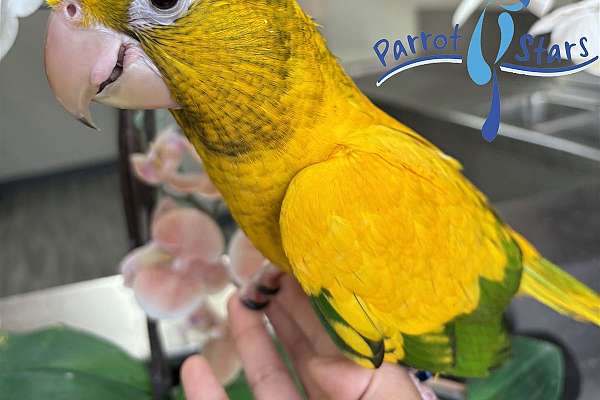 Baby Golden Conure