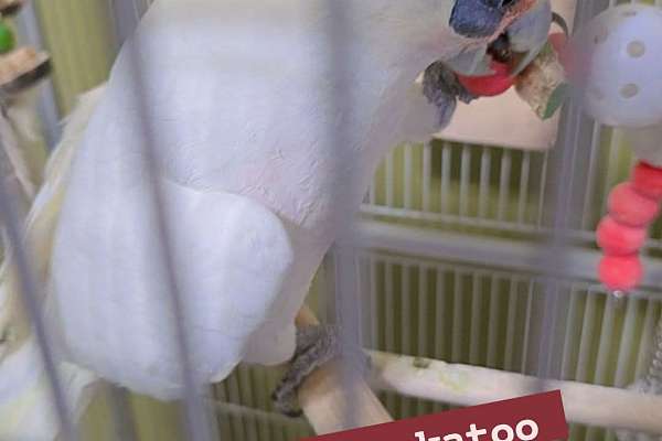 Bare eye cockatoo