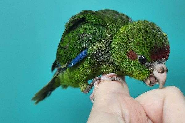 Psaraki Insect Sprig, our Green Kakarikis