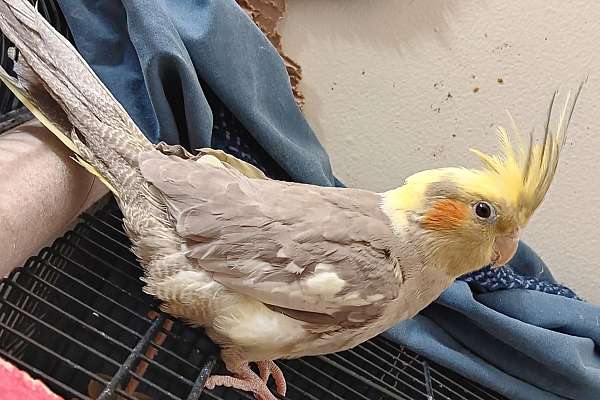 Cinnamon Pearl Pied