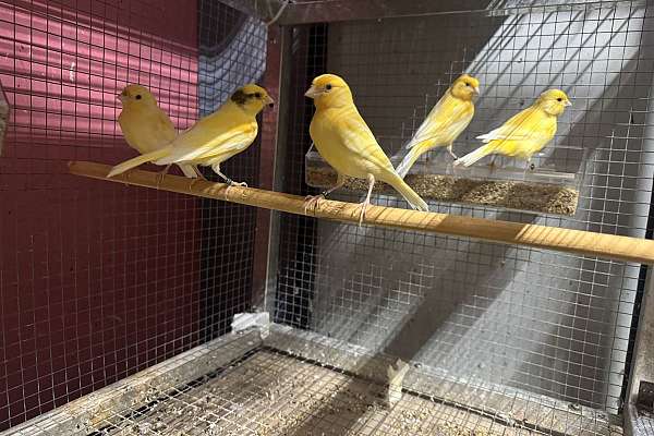 Canaries