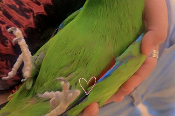 Eclectus parrot
