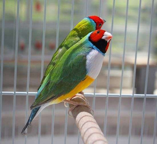 purple-red-lady-gouldian-finch-for-sale