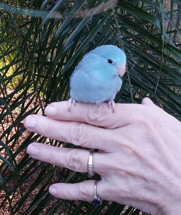 Brilliant Blue Parrotlet Fast Next Day Shipping Prices start at 295
