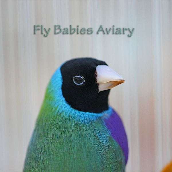 lady-gouldian-finch-for-sale