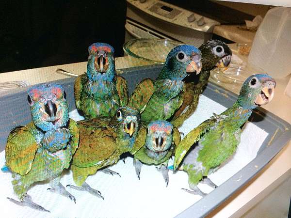 blue-headed-pionus-parrots-for-sale