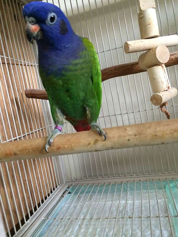 purple-blue-headed-pionus-parrots-for-sale