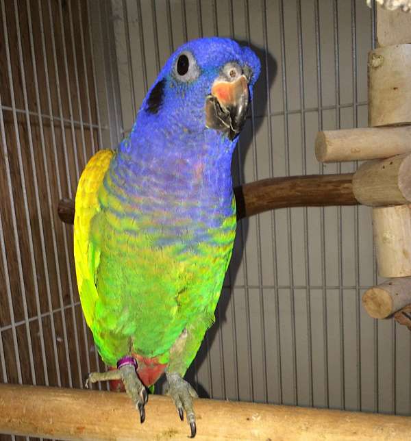 purple-blue-headed-pionus-parrots-for-sale