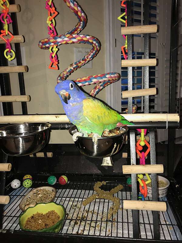 blue-blue-headed-pionus-parrots-for-sale