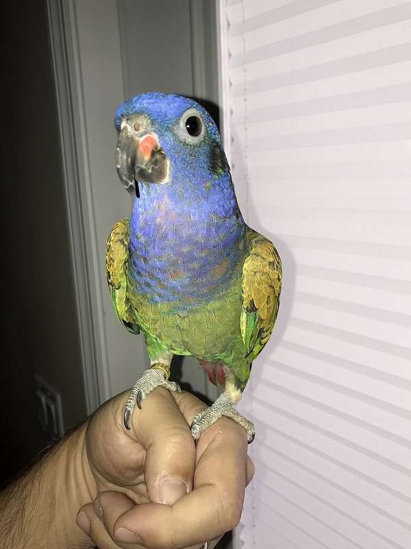 red-blue-headed-pionus-parrots-for-sale
