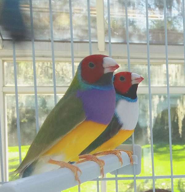blue-white-lady-gouldian-finch-for-sale
