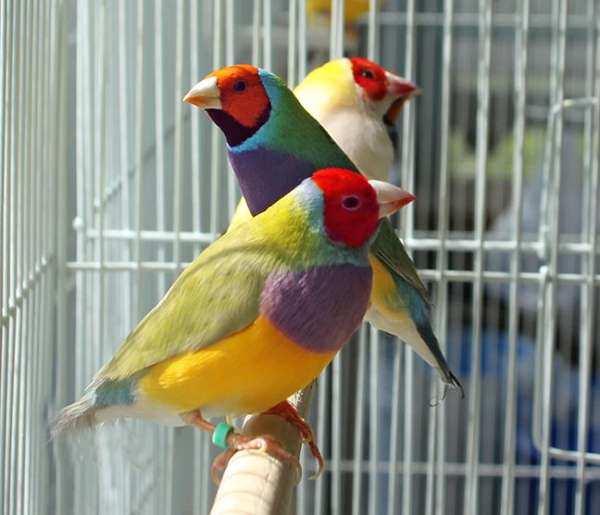 green-red-lady-gouldian-finch-for-sale