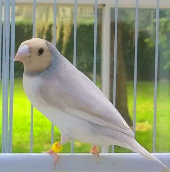 silver-white-lady-gouldian-finch-for-sale