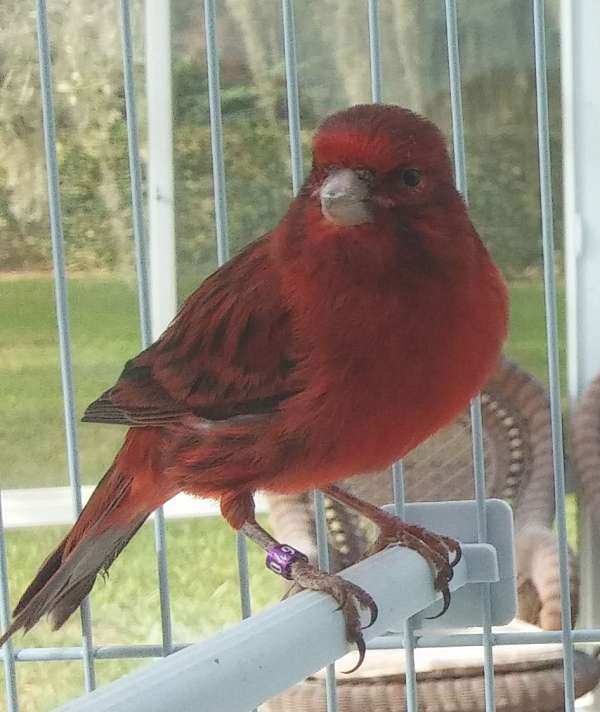red--roller-bird-for-sale