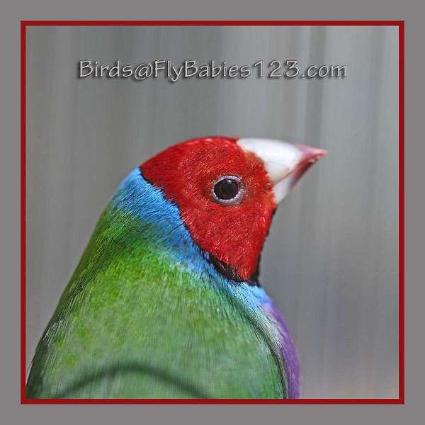 lady-gouldian-finch-for-sale-in-tampa-fl