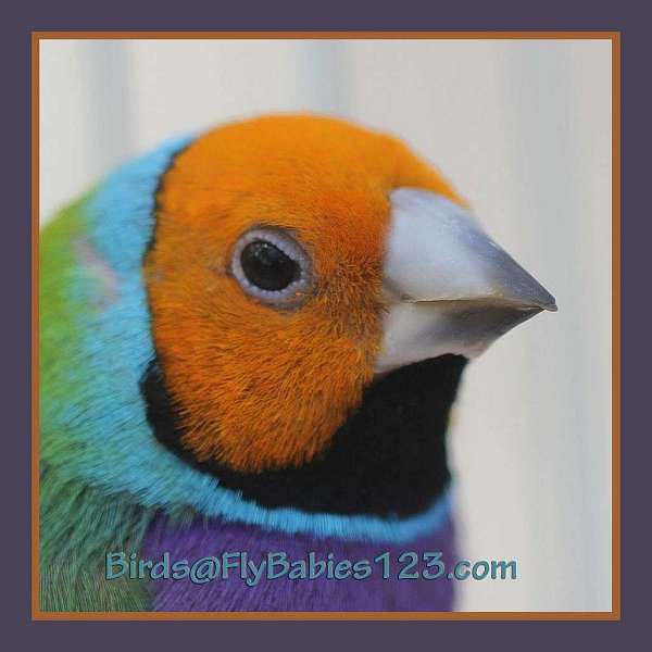 orange-yellow-lady-gouldian-finch-for-sale