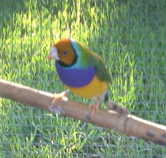 male--purple-bird-for-sale