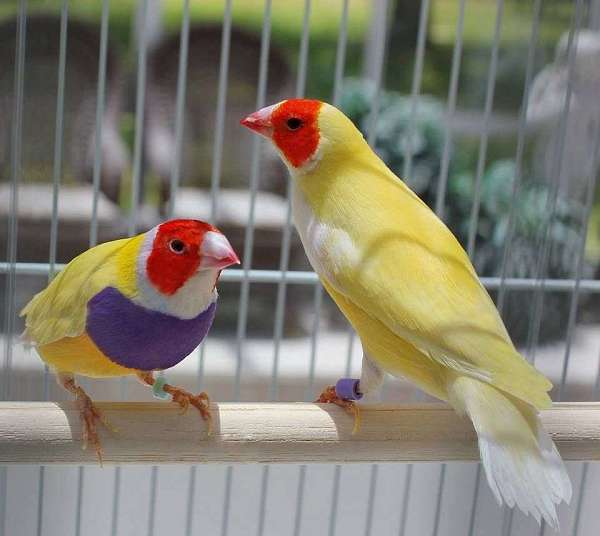 Yellow Lady Gouldian Finch FREE Shipping