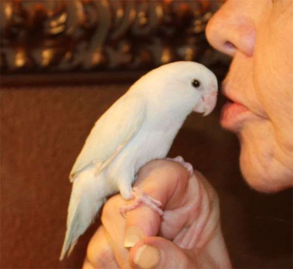 Fast Shipping Magnificent Silver Blue Parrotlet Prices start at 399