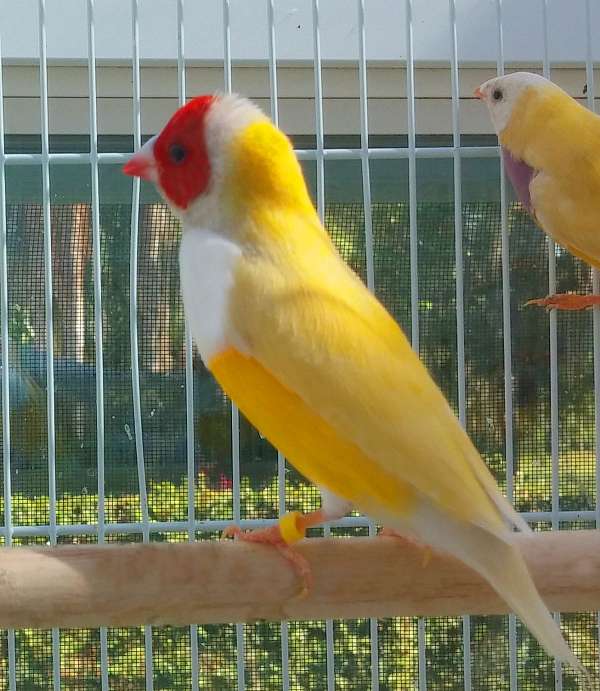red-yellow-singing-bird-for-sale