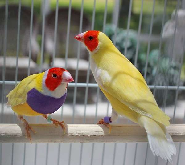 red-yellow-lady-gouldian-finch-for-sale