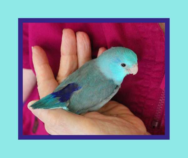 Fast Next Day Shipping Light Blue Parrotlet Prices start at 295