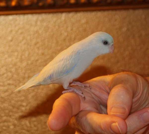 Loving Blue Parrotlet Shipping Parrotlet Prices Start at 399