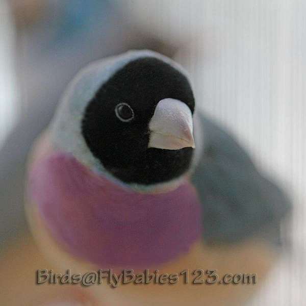 purple-pet-bird-for-sale