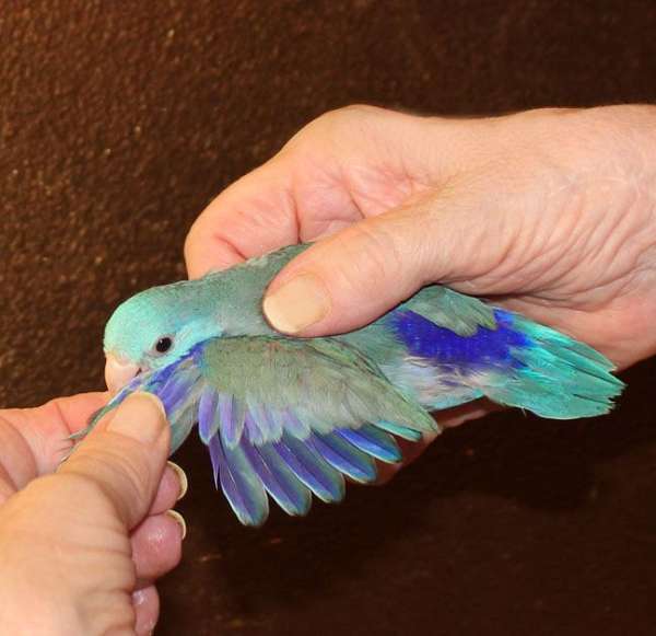 blue-white-cute-bird-for-sale