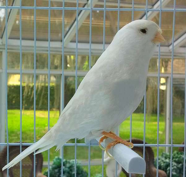 white--roller-bird-for-sale