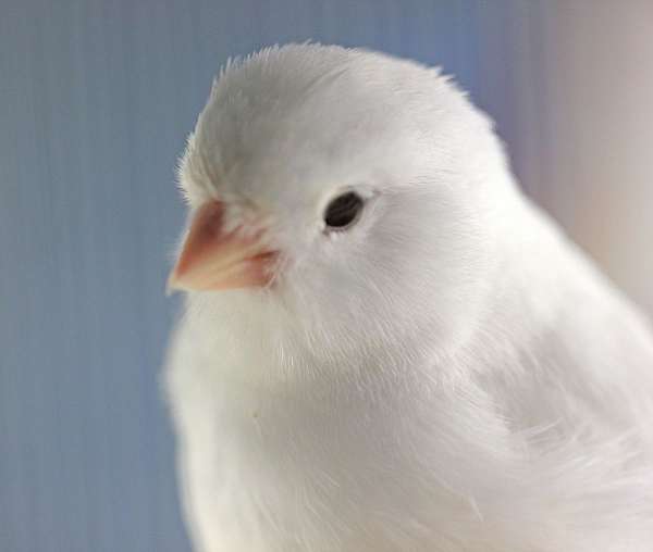 white-canary-for-sale