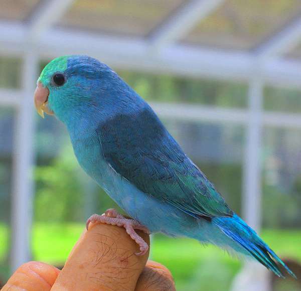 blue-yellow--parrotlet-for-sale