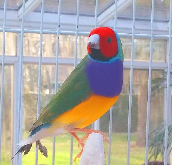 orange-red-lady-gouldian-finch-for-sale