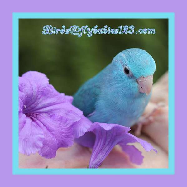 female-blue-bird-for-sale