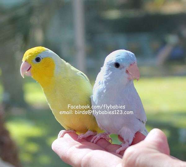 blue-white--talking-bird-for-sale