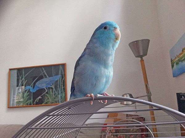 rare--parrotlet-for-sale