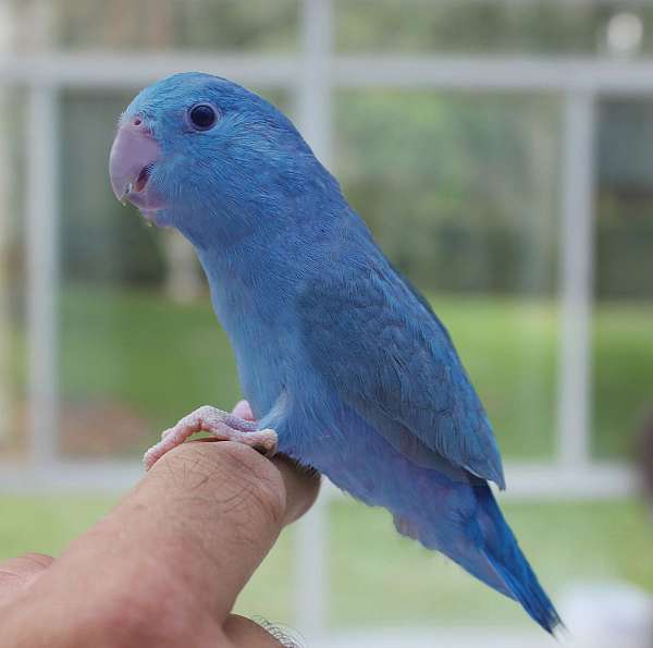 handfed--parrotlet-for-sale