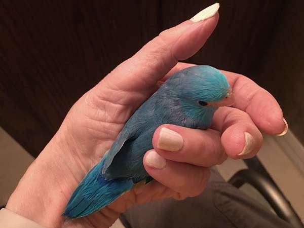 blue-companion-bird-for-sale