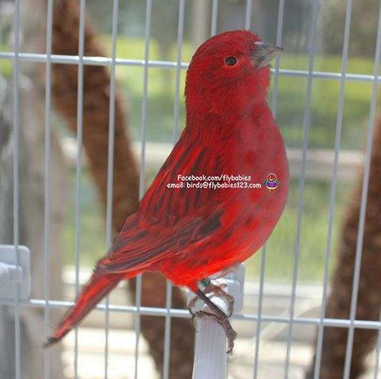 exotic-canary-for-sale
