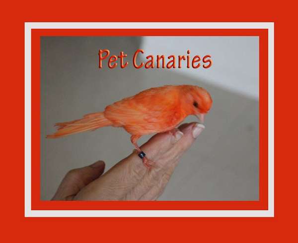canary-bird-for-sale