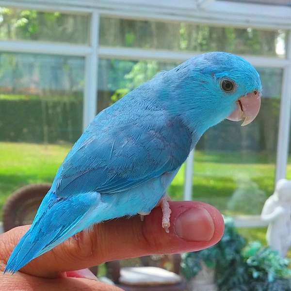 blue-white--singing-bird-for-sale