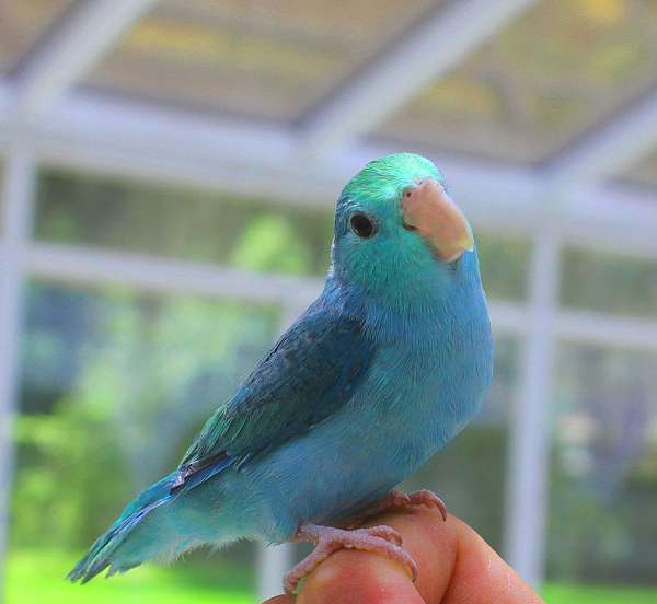 blue-white--cute-bird-for-sale