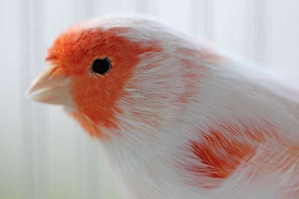 red-white-bird-for-sale-in-tampa-fl