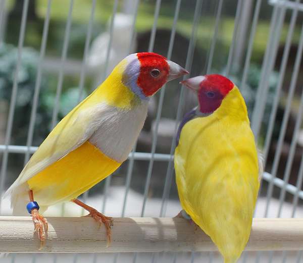orange-yellow-companion-bird-for-sale
