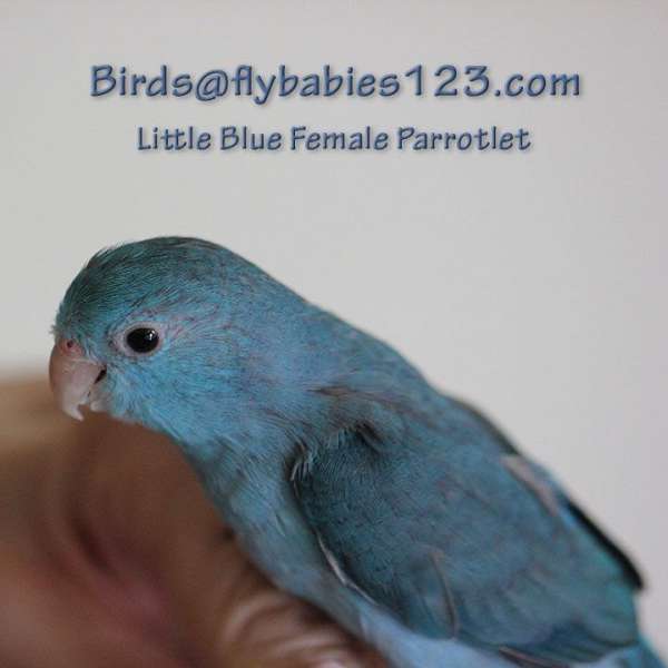 blue--talking-bird-for-sale