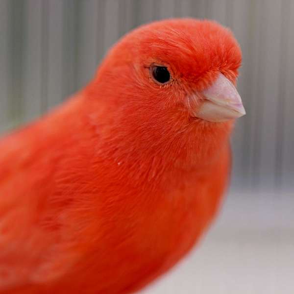 male-red-bird-for-sale