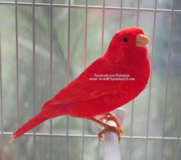 red-rare-bird-for-sale