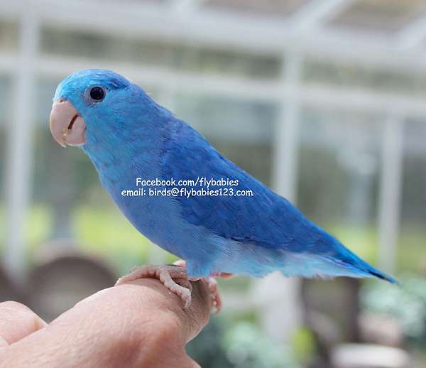 blue-green--exotic-bird-for-sale