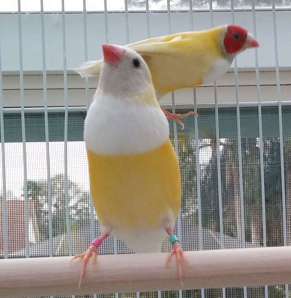 male-red-yellow-bird-for-sale