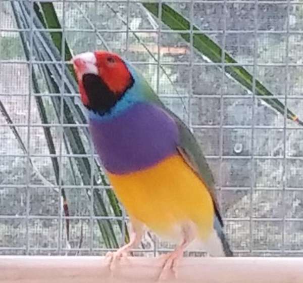 purple-red-bird-for-sale-in-tampa-fl